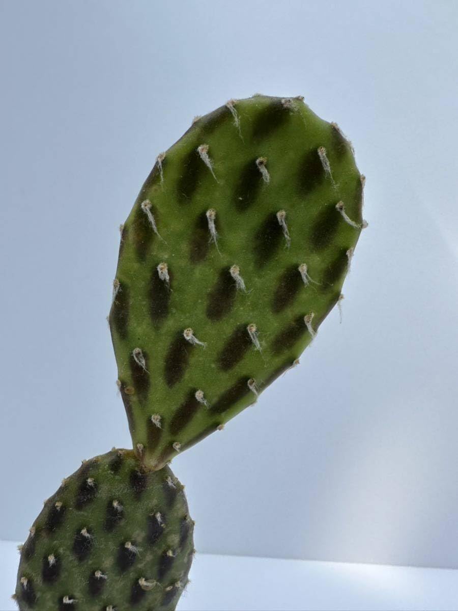 団扇仙人掌。◻️枝垂れ滝 団扇仙人掌。◻️枝垂れ滝 団扇仙人掌。◻️枝垂れ滝 Ceratostema