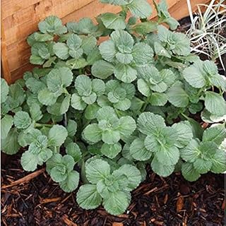 Aamish 30 Stück Coleus Canina Pflanze