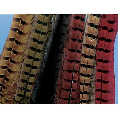Ringneck Pheasant Complete Tail - olive