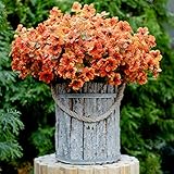 AXYLEX Artificial Mums Flowers for Outdoors Fake Plants - 16 Bundles Faux Outside Greenery Boxwood N