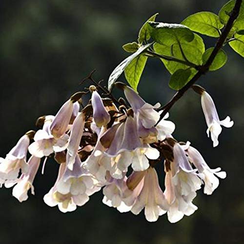 Ruibuy Paulownia queen tree seeds, paulownia pot plants 100 Capsules/Pack