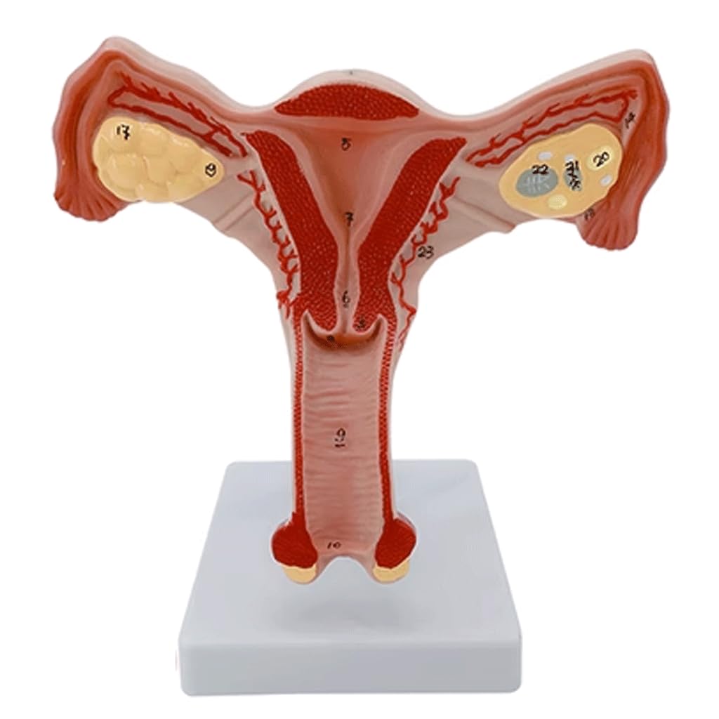 Bc耳臨床54例集+臓器躯体ラミネート加工+解説プリント13set Bc耳臨床54例集+臓器躯体ラミネート加工+解説プリント13set