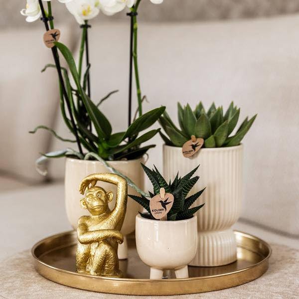 Zestaw roślin Luxury Living – biała orchidea Phalaenopsis Amabilis + sukulenty – trawertyn ceramiczne doniczki ozdobne – w zestawie fantazyjne akcesoria do małp – modny zestaw dekoracyjny do wnętrz