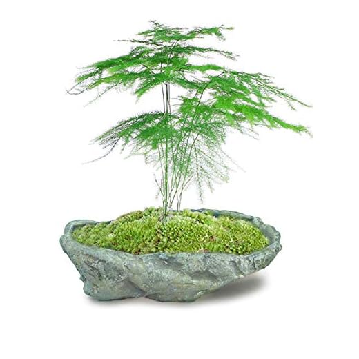 Dahlia Stone Like Handmade Concrete Succulent Planter/Plant Pot/Flower Pot/Bonsai Pot, 9