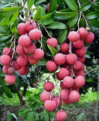 InGreen Sweet Tasty Hybrid Rose Scented Litchi Plant Grafted. (B09DKCPCNK) Amazon Price History, Amazon Price Tracker