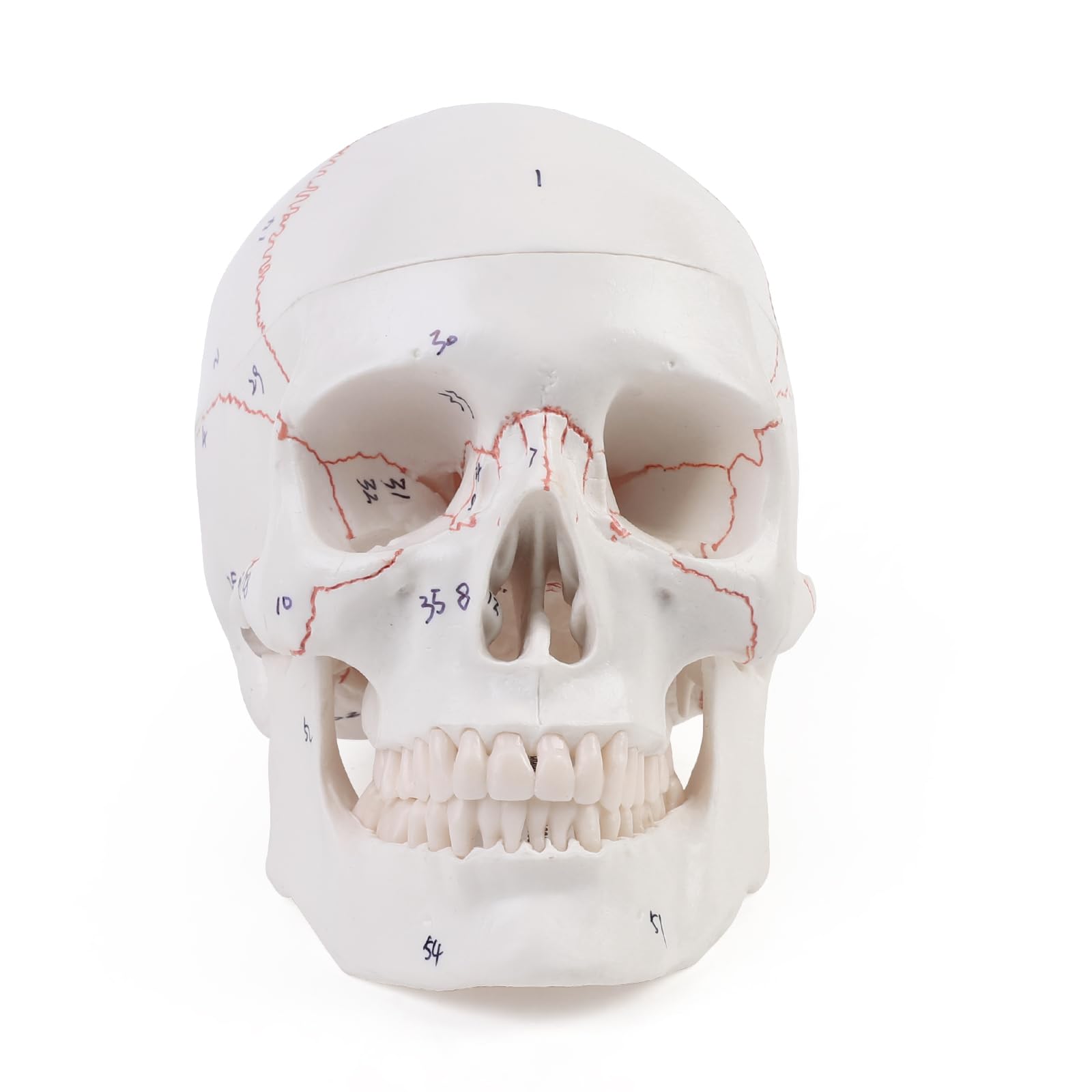 ERWEY Modelo didáctico anatómico cráneo colores anatomía digital cosido