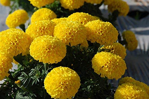 Golden Hills Farm® (AVG 100-1000) seeds MARIGOLD DWARF YELLOW VARIETY seeds (B093QF82QV) Amazon Price History, Amazon Price Tracker