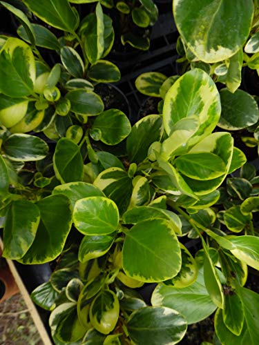 50 Griselinia littoralis Variegata 3L Pot, Evergreen Hedging Shurbs Plants, 60-80cm (2-2.6ft) in Height