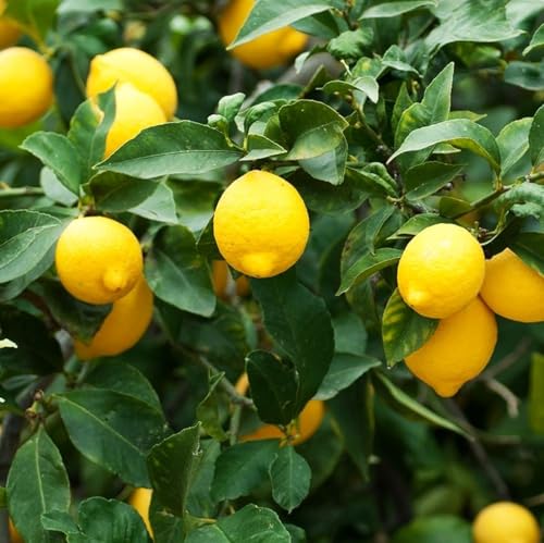 30PCS Meyer Lemon Seeds Delicious Fruit Citrus Fruit Garden Tree Seeds