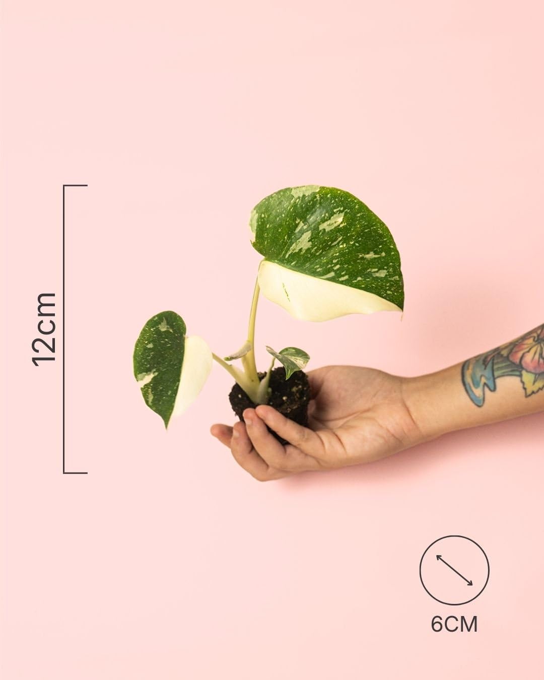 PUR PLANT Monstera Thai Constellation Mini | Monstera Planta Natural de Interior | Variegada y Exclusiva | Maceta de Ø 6 cm