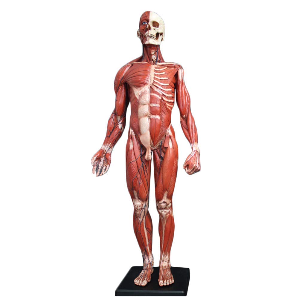Amazon.co.jp: 人体筋骨格解剖モデル - 人間の筋肉モデル - 60CM