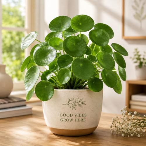 Image of Live Chinese Money Plant (Pilea Peperomioides) Indoor Lucky Plant in Pot | Round Coin-Shaped Leaves | Air Purifying & Low Maintenance Decorative Plant for Home, Office & Balcony