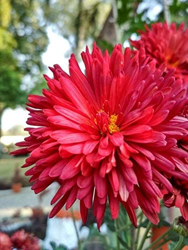 PlantaZee GULDAVRI Flower Sapling Plant (1 Live Plant) (B09KQK8QZF) Amazon Price History, Amazon Price Tracker