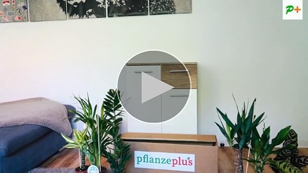 Bloomique - Chlorophytum Variegatum - Graslelie - Hangplanten - Kamerplanten - Luchtzuiverend - Diervriendelijk - 30-40 cm Hoog - Hangpot 18 cm