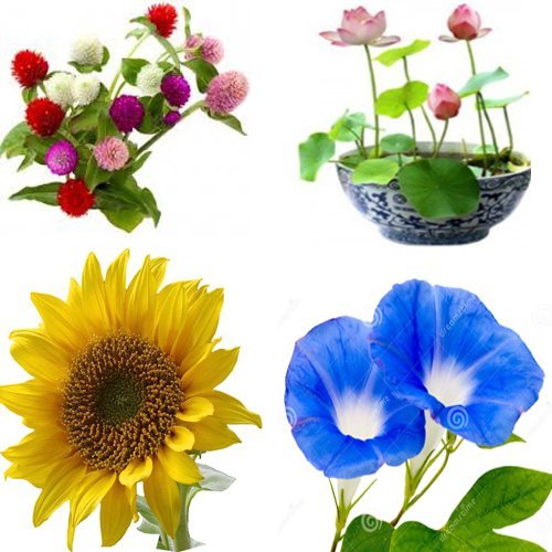 Gomphrena, Lotus, Sunflower and Morning Glory Seed (Black, Pack of 80)-image-24