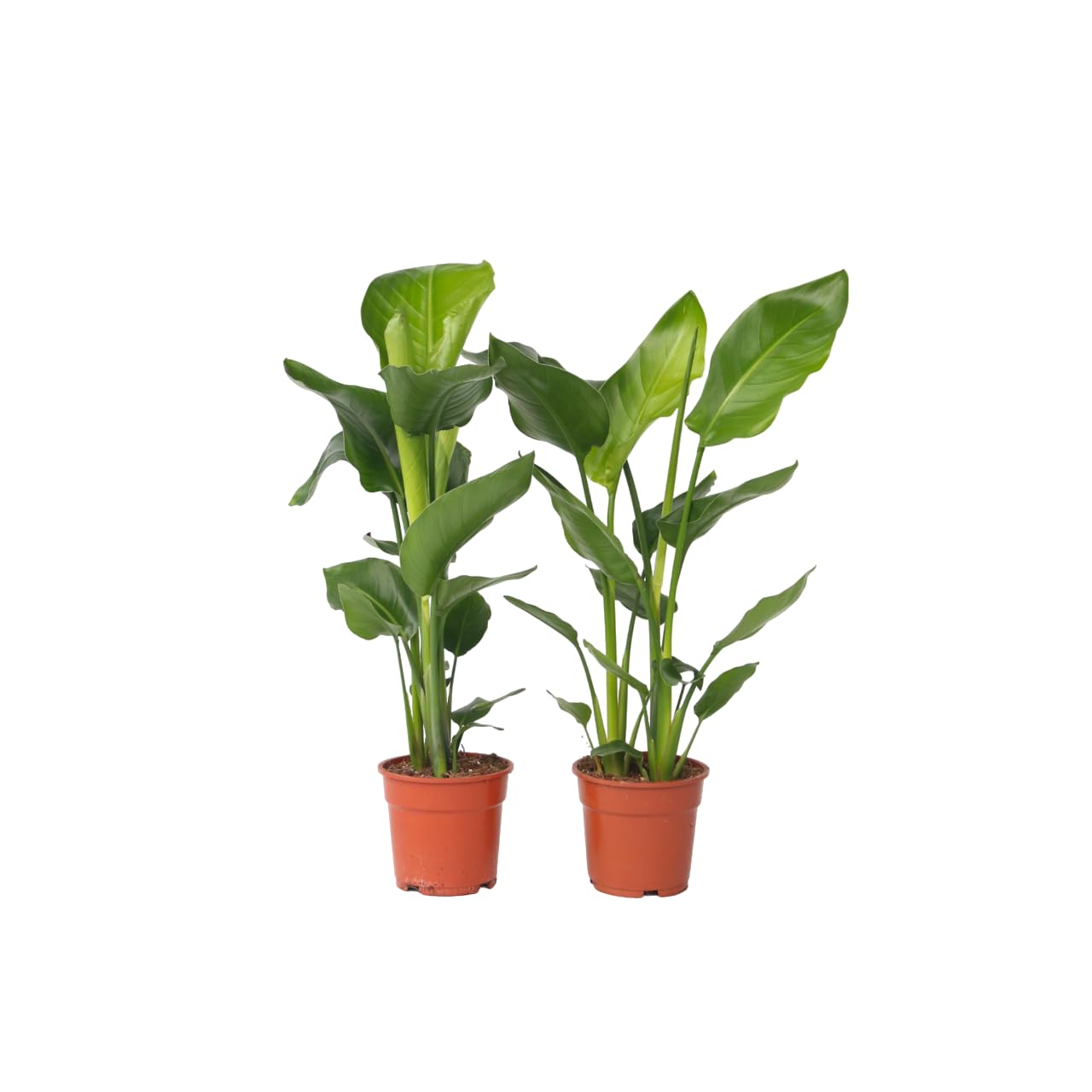Plant in a Box - Strelitzia Nicolai - Uccello del Paradiso - Set di 2 - Vaso 17cm - Altezza 55-70cm