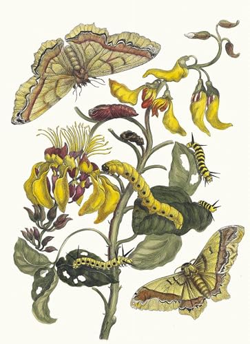 Affiche murale Maria Sibylla Merian toile décoration bureau 60x90cm