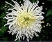 ADB Inc 50 Seeds White Spider Chrysanthemum Bonsai Flower Seeds