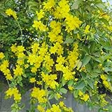 220 piezas semillas resistentes de jazmín de invierno semillas plantas resistentes para jardín Jasminum nudiflorum, semillas de flores silvestres semillas de plantas para los amantes del jardín