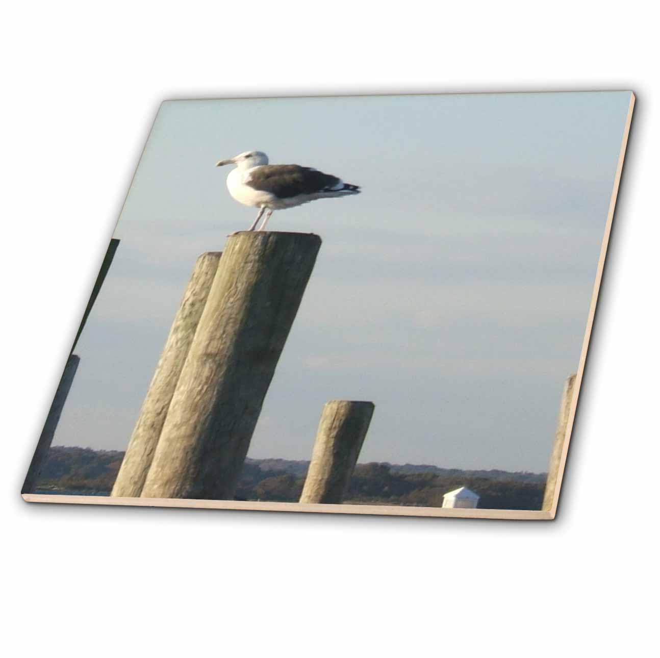 Carrelage en céramique mouette 3dRose, œuvre d'art sur faïence fine de 10,2 cm