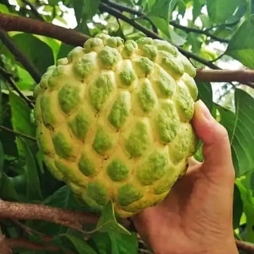 EXOTIC PLANT Dwarf Variety Thai Giant KG Sugar Apple Live Plant (Grafted) Sitafal Fruit/Custard Apple/Sita Phal Sugar/Annona Diversifolia Ilama Sharifa "Fruting Ready Plant"NDN-7Y-image-8