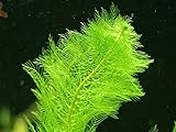Myriophyllum Scabratum è anche conosciuto come Cutleaf Watermilfoil o Green Foxtail, e cresce naturalmente nei laghi e nei torrenti del Nord America meridionale e dell'America centrale.