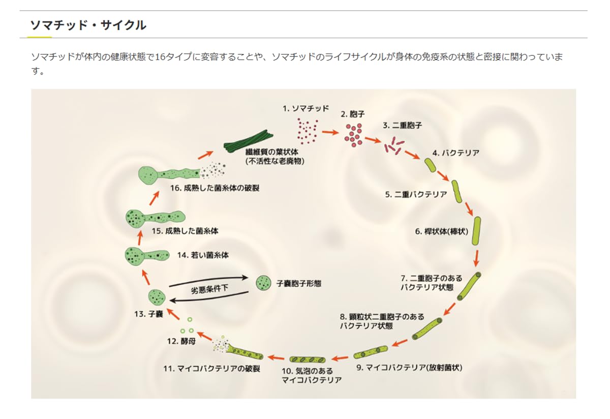 Amazon.co.jp: 奇跡の鉱石 ソマチ ソマチッド を豊富に含んだ鉱石 粉