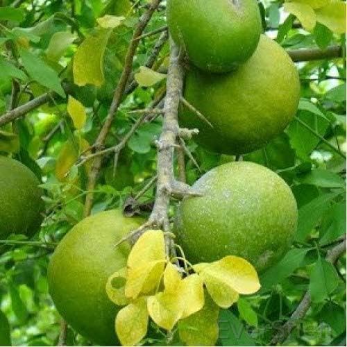 EverSneh Real Live"Kaghzi""Kagzi" Bel Pathar/Bel Tree/Aegle marmelos Fruit Plant With Nursery Black Pot (B0C9JYPVKM) Amazon Price History, Amazon Price Tracker