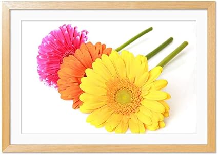 Amazon Co Jp カラフルなガーベラの花 風景の写真 木製フレーム 額縁 壁掛け ホーム装飾画 装飾的な絵画 壁の装飾 ポスター 30x40cm 原色 ホーム キッチン