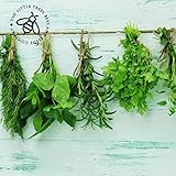 Grow Your Own Cocktail Herbs - Complete Seed Growing Kit – Includes Seeds for Mint, Rosemary, Basil and Thyme – Complete with Growing Pots and Soil – Great Gift for Father’s Day, Birthday, Christmas - Image 2