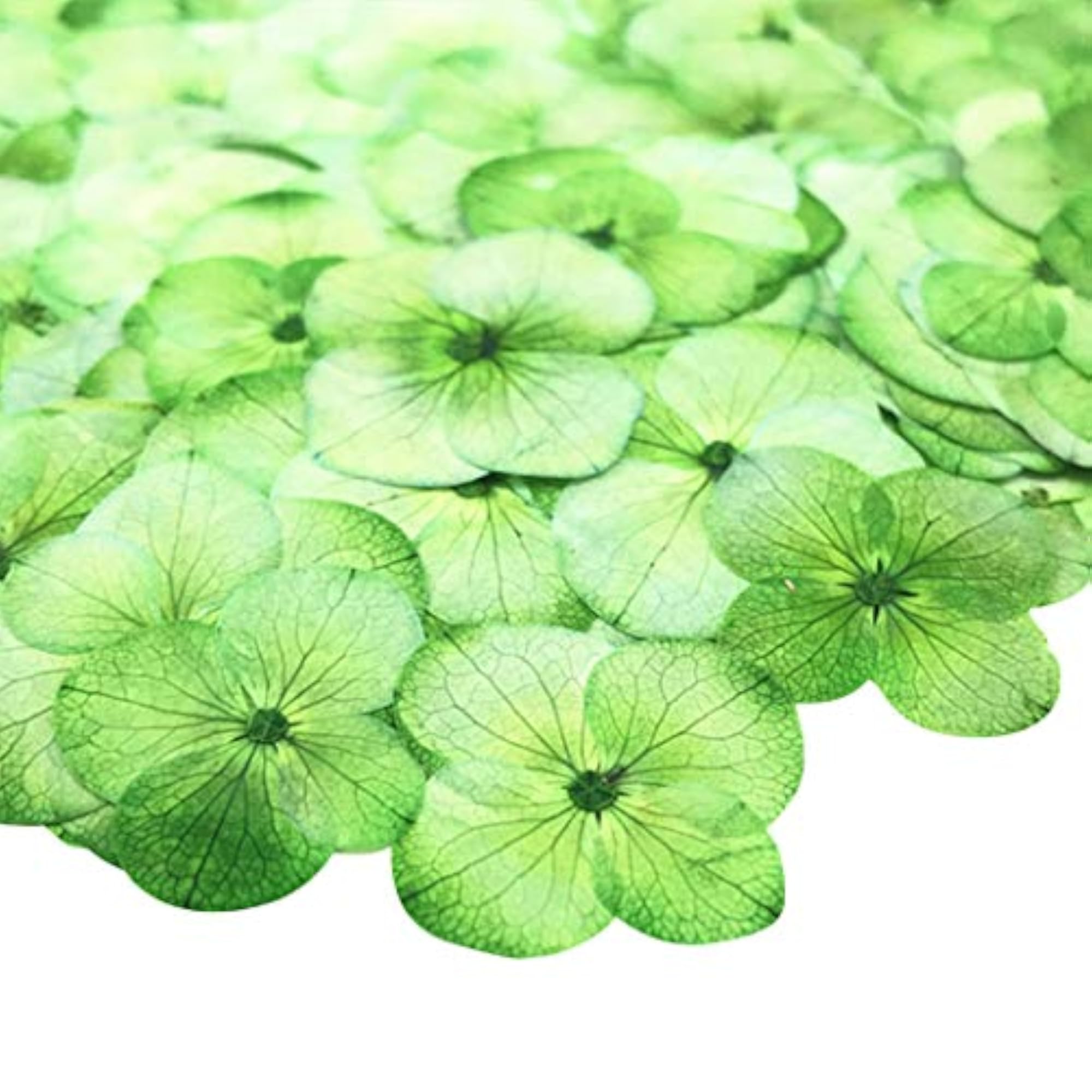 12PCS Pressed Flowers Hydrangea Dried Flowers for Makeup