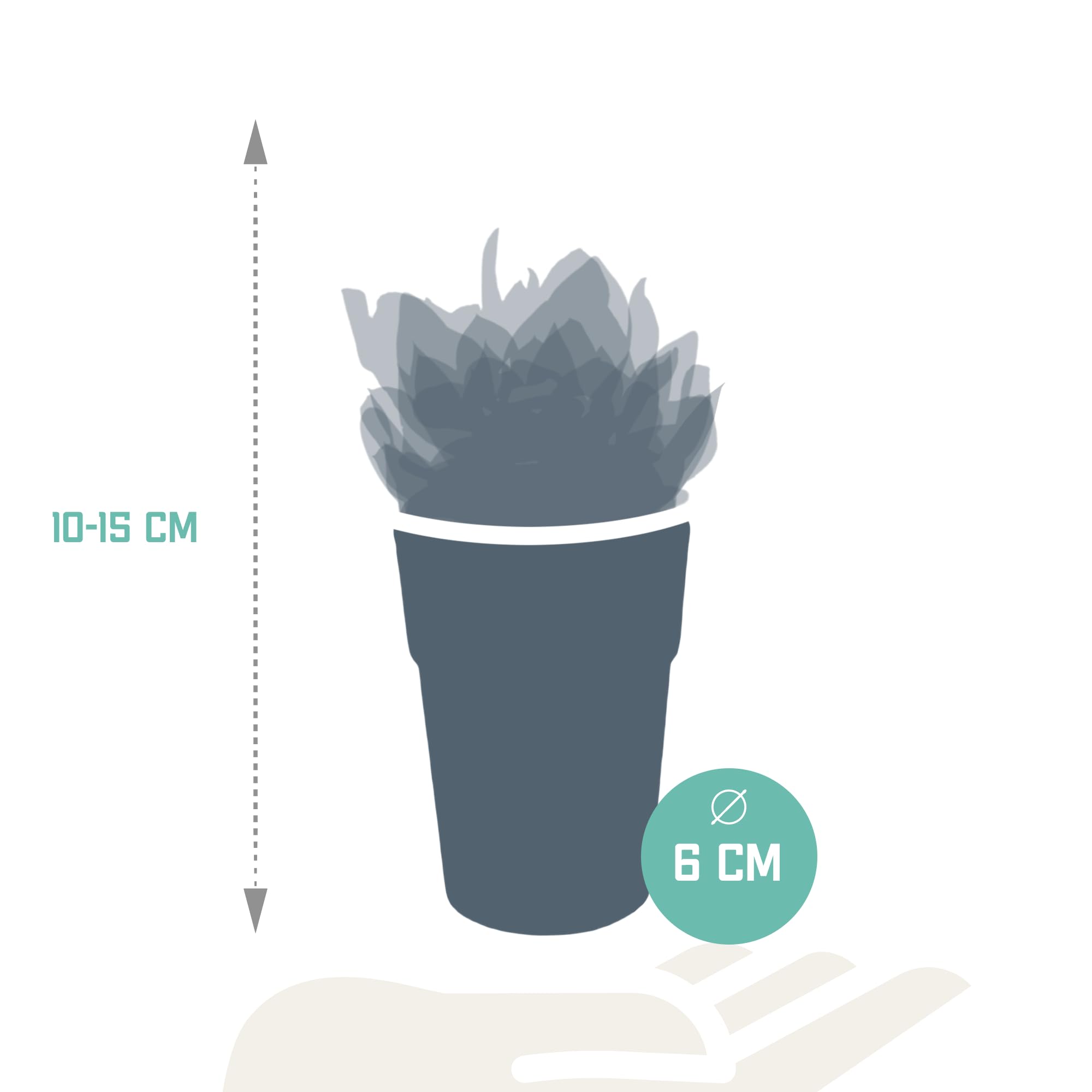 Mix Piante Grasse, Vaso in Plastica, da Interno, Set da 5, 5.5 cm