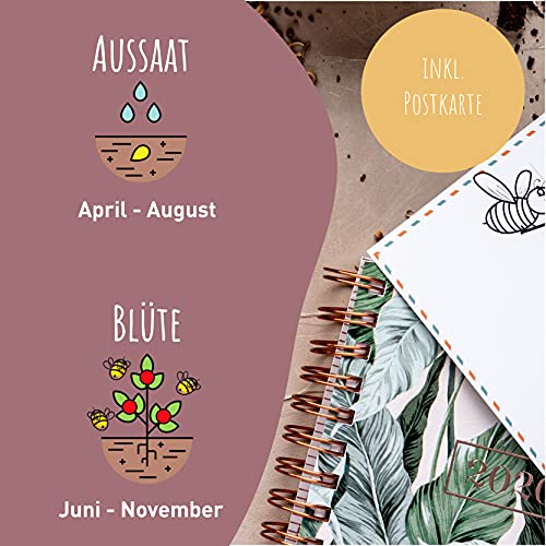 Schmetterlingswiese I 100 g I Blumenmischung für 100 m² I Blumenwiese Samen mehrjährig und einjährig I Wildblumensamen… – Bild 4