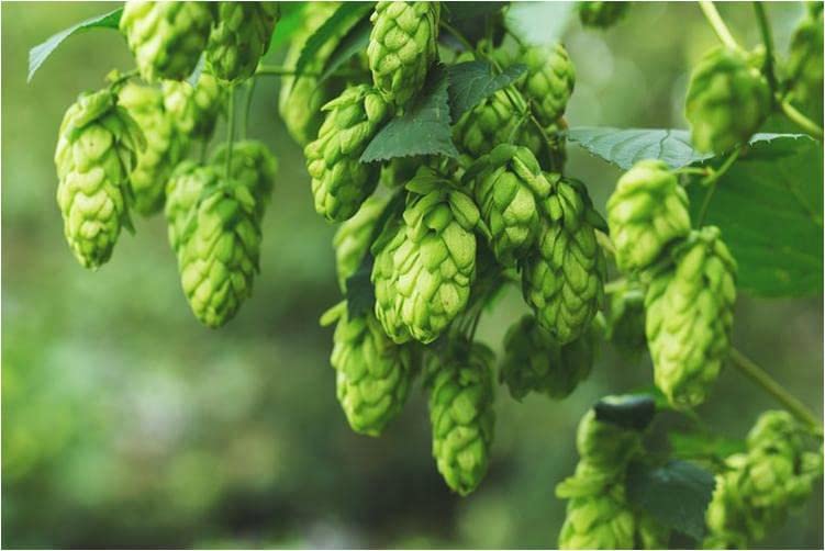 NooElec Seeds India European Hop Organic Seeds Pack - 50+ Seeds - Grow All India (B0BRBKJVLS) Amazon Price History, Amazon Price Tracker