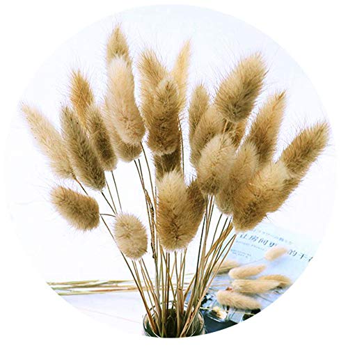 Color Life 110-120 Pcs Dried Natural Flowers Decoration, Dried Rabbit Tail Grass Flowers,Dried
