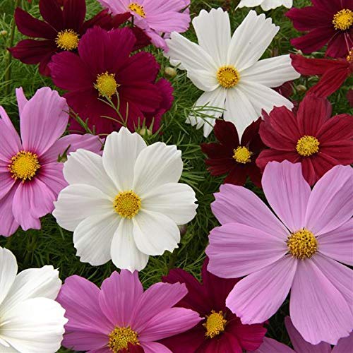 Cosmos Flower Seeds All Colours for Home Gardening Pack of 50 Seeds By Zabbus (B0BQX5B6FB) Amazon Price History, Amazon Price Tracker