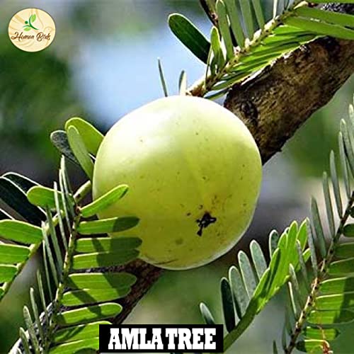 Image of Human Birds International - Seed Balls, Just Throw & Grow, Tree Seed Bombs, Seed Balls Return Gift, Seed Balls of Trees (Amla Seed Balls, 1000)