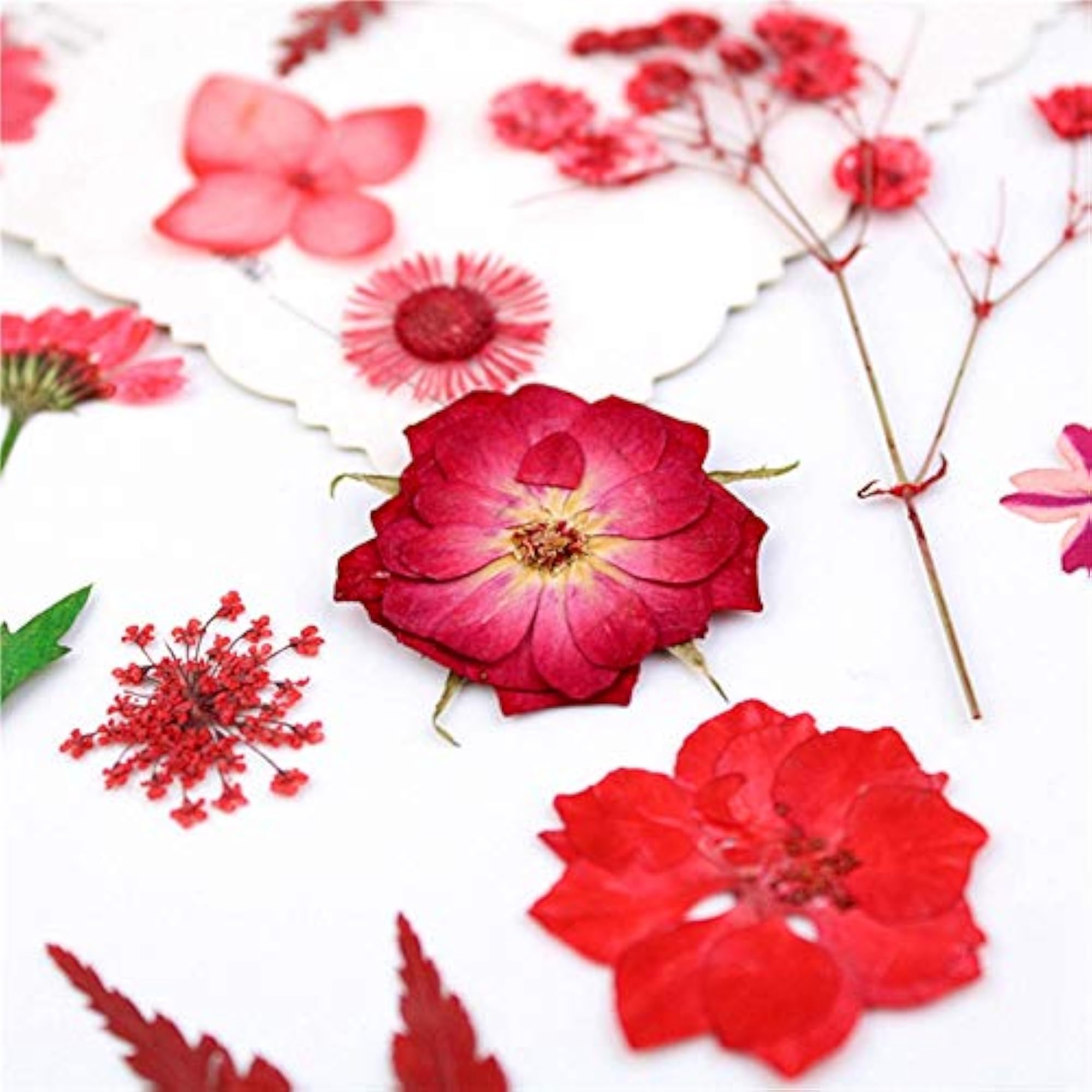 Dried Pressed Flowers Creative Natural Dried Craft Flowers DIY