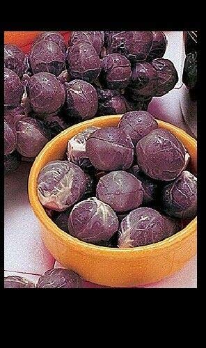 3 Live 2-4\" inch Seedlings Falstaf RED Brussels Sprouts Keeps Color! Rare