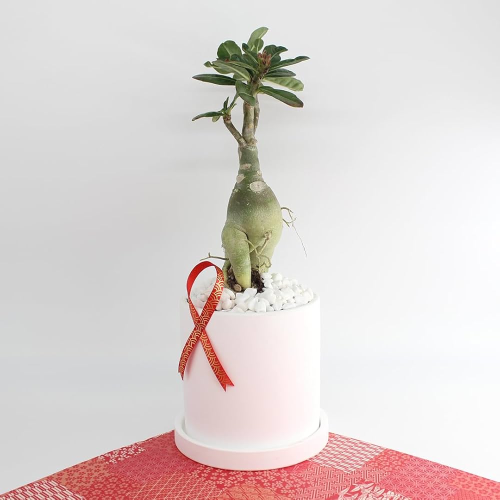 m*a様 アデニウム（Bラベル）　大株　塊根植物　砂漠のバラ　多肉植物 m*a様 アデニウム（Bラベル） 大株 塊根植物 砂漠のバラ 多肉