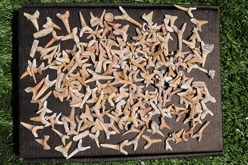 Great Collection of Shark Teeth Fossil Shark Teeth Fossils for Kids Fossils from Morocco A253