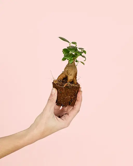 Ficus Microcarpa Mini Planta Natural para Terrarios | Pur Plant