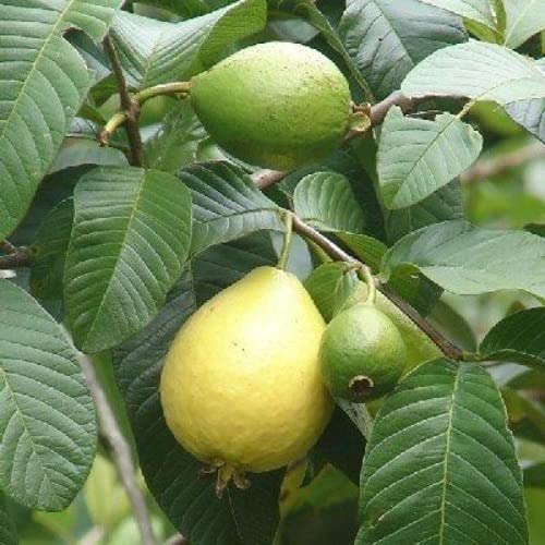 Mexican White Guava Tree Plant - 1 Gallon