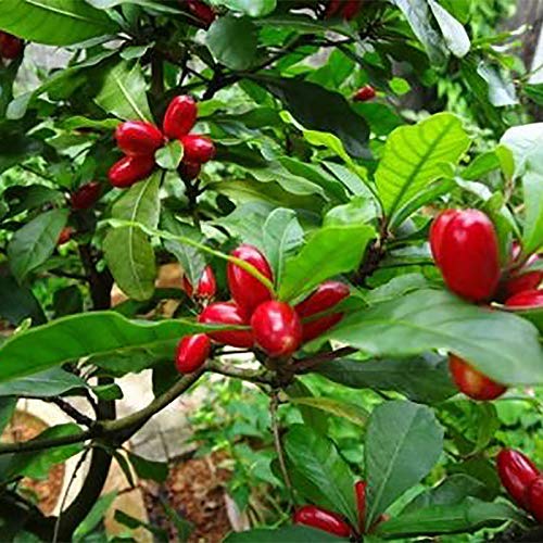 Buy Coconut lagoon Fruit Live Plant Dwarf delicious" Miracle Berry