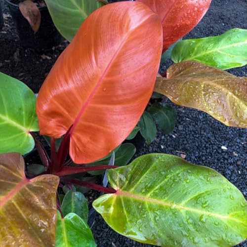 ligustrum hedge Wax Leaf Privet Hedge for Sale main image 0