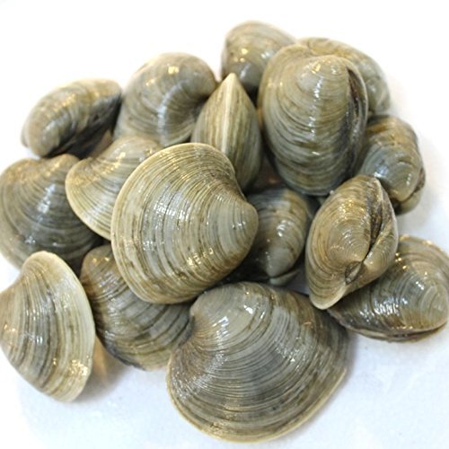 あさイチ 知らないと大損 ホンビノス貝 料理方法 レシピ 2月16日 おひとり様tv