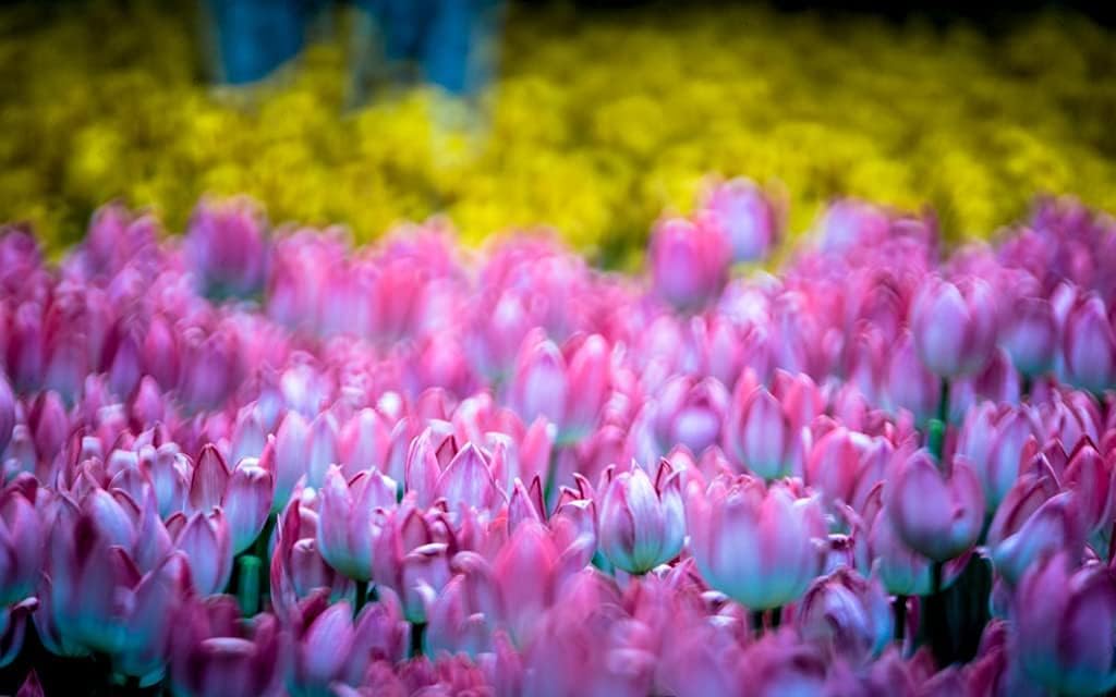 JINTU 500mm F6.3 MF Mirror Telephoto Lens Compatible with Canon EOS E Mount Digital SLR Cameras 4000D 2000D 200D 250D 5D IV 90D 60D 70D 77D 80D 850D 650D 750D 7D T7i T7s T7 T6s T6i T6 T5i T5 SL2 SL1