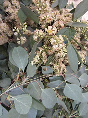 Red Box Eucalyptus - Silver Dollar Gum - Eucalyptus Polyanthemos - 25 Seeds