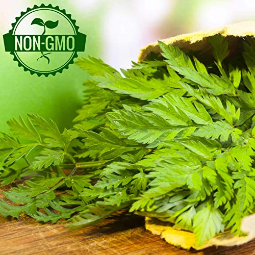 Gaea's Blessing Seeds - Chervil Seeds - Non-Gmo Seeds With Easy To Follow Planting Instructions - Open-Pollinated French High Yield Heirloom 92% Germination Rate 1.6G #TOP4