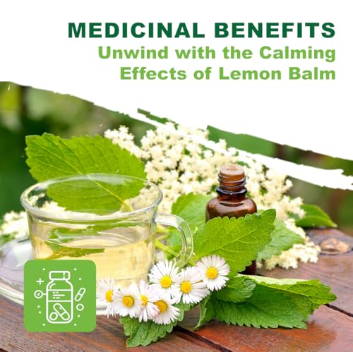 TKE Farms & Gardens - Lemon Balm Seeds for Planting, 250Mg, 300+ Heirloom, Non-GMO Seeds, Instructions Included to Grow This Fragrant Medicinal Herb, Melissa officinalis, Qty 1 - Image 7